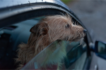 pes v autě_ilustrační_Pixabay