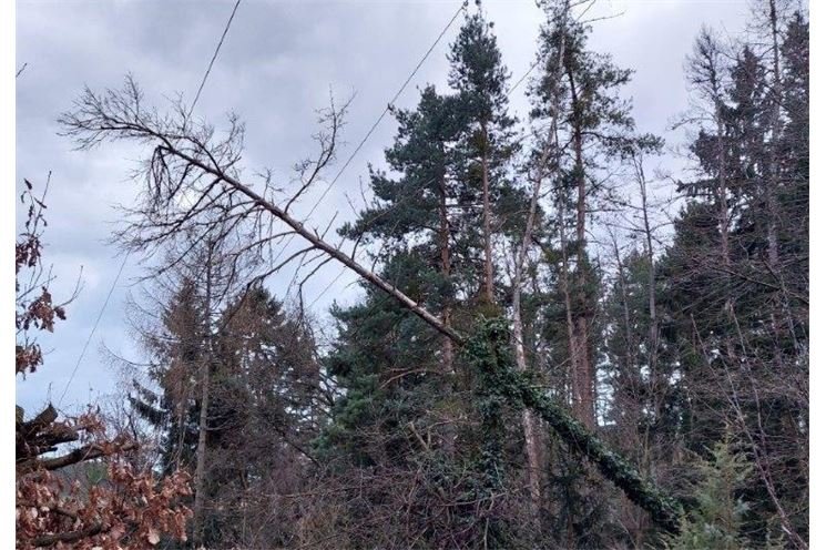 ČEZ Lipiny strom_ilustrační_0123 ČEZ Lipiny strom_ilustrační_0123