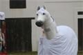 Bolevec masopust_0223_QAP (6)