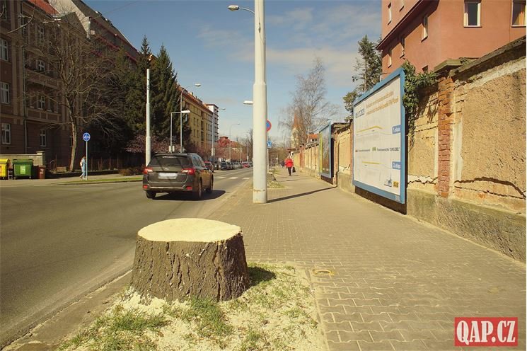 Edvarda Beneše Kácení stromů _foto QAP (28)