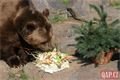 Medvědi_oslava zoo_0423_QAP (3)