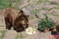 Medvědi_oslava zoo_0423_QAP (4)