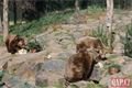 Medvědi_oslava zoo_0423_QAP (5)