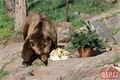 Medvědi_oslava zoo_0423_QAP (6)