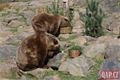 Medvědi_oslava zoo_0423_QAP (7)
