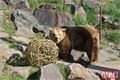 Medvědi_oslava zoo_0423_QAP (8)