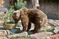 Medvědi_oslava zoo_0423_QAP (10)
