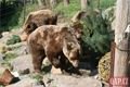 Medvědi_oslava zoo_0423_QAP (12)