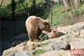 Medvědi_oslava zoo_0423_QAP (13)