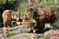 Medvědi_oslava zoo_0423_QAP (14)