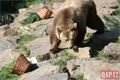 Medvědi_oslava zoo_0423_QAP (19)