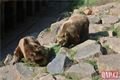 Medvědi_oslava zoo_0423_QAP (20)
