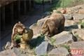 Medvědi_oslava zoo_0423_QAP (21)
