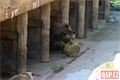 Medvědi_oslava zoo_0423_QAP (23)