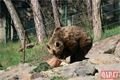 Medvědi_oslava zoo_0423_QAP (25)