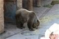 Medvědi_oslava zoo_0423_QAP (26)