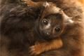 lemur-rudobřichý-3-5-2023-km (11)-mini