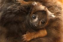 lemur-rudobřichý-3-5-2023-km (11)-mini