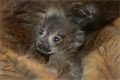 lemur-rudobřichý-mládě-20-4-2023-km-upr-mini