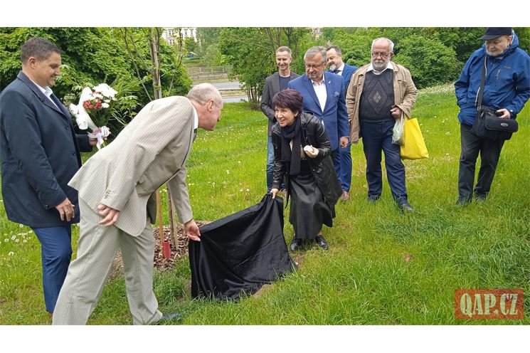 památný strom_Viktor Viktora_Plzeň_0523_QAP (5)