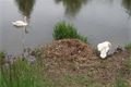 Trenér labuť Plzeň_0523_DESOP (2)