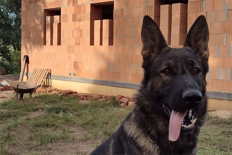 Appolo_policejní pes_0623_PČR Appolo_policejní pes_0623_PČR