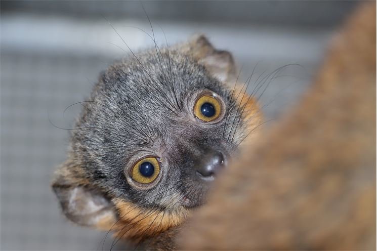 lemur-límcový-Eulemur-collaris-19-7-2023-km (9)-upr-mini