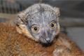 lemur-límcový-Eulemur-collaris-19-7-2023-km (13)-upr-mini