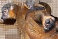lemur-límcový-Eulemur-collaris-19-7-2023-km (18)-upr-mini
