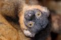 lemur-límcový-Eulemur-collaris-19-7-2023-km (19)-upr-mini