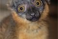 lemur-límcový-Eulemur-collaris-19-7-2023-km (2)-upr-mini