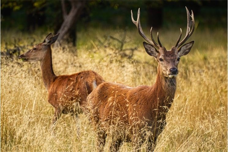 deer-6219100_1280 deer-6219100_1280