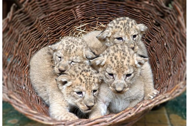 lvíčata lvi berberští_zoo_0823_K. Misíková