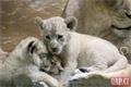 Lvíčata_zoo Plzeň_0923_QAP (11)