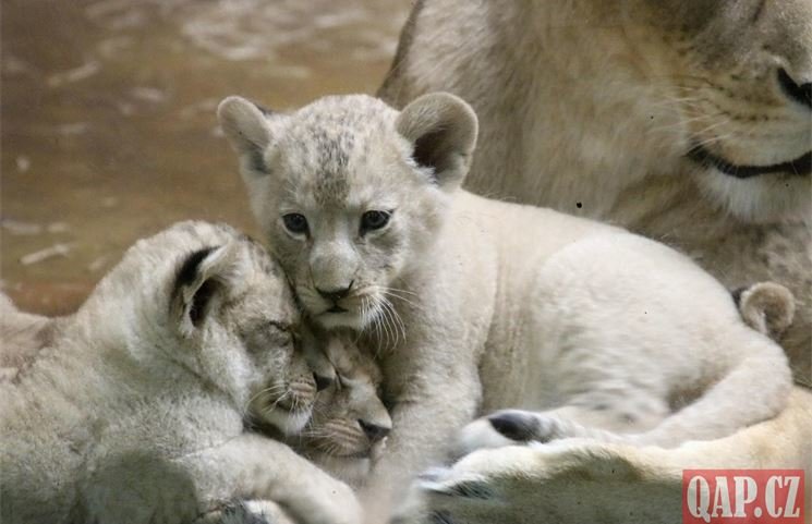 Lvíčata_zoo Plzeň_0923_QAP (11)