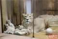 Lvíčata_zoo Plzeň_0923_QAP (1)