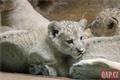 Lvíčata_zoo Plzeň_0923_QAP (2)