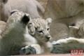 Lvíčata_zoo Plzeň_0923_QAP (7)