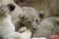 Lvíčata_zoo Plzeň_0923_QAP (4)