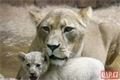 Lvíčata_zoo Plzeň_0923_QAP (8)