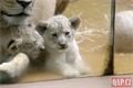 Lvíčata_zoo Plzeň_0923_QAP (9)