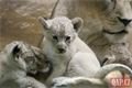 Lvíčata_zoo Plzeň_0923_QAP (10)