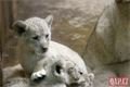 Lvíčata_zoo Plzeň_0923_QAP (12)