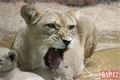Lvíčata_zoo Plzeň_0923_QAP (14)