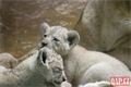 Lvíčata_zoo Plzeň_0923_QAP (15)