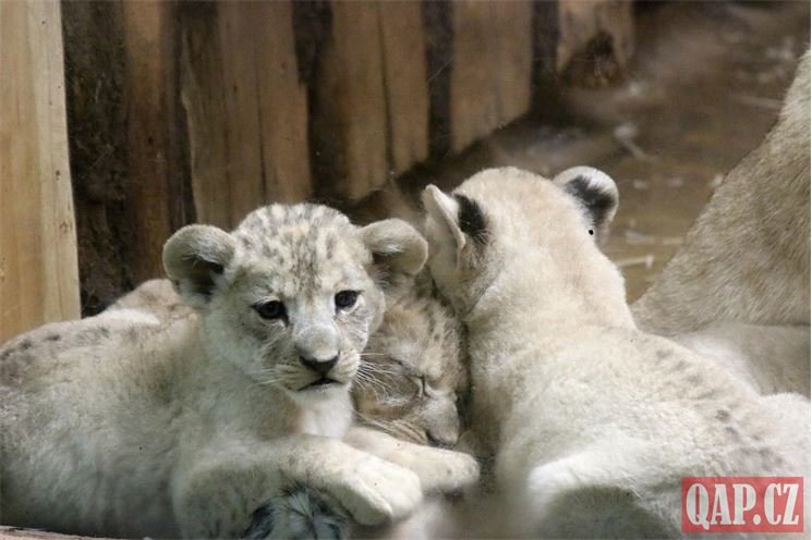 Lvíčata_zoo Plzeň_0923_QAP (18)