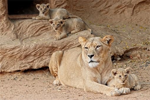 lvíčata_zoo plzeň lvíčata_zoo plzeň
