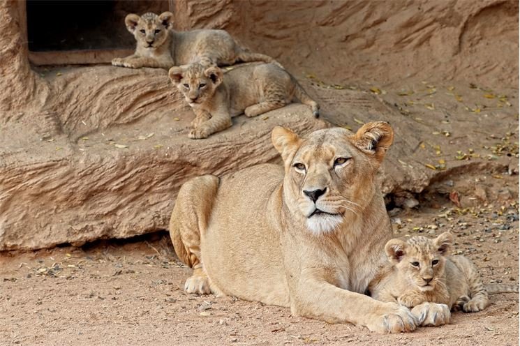 lvíčata_zoo plzeň