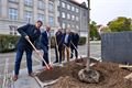 lípa Masarykovo náměstí_1023_MMP