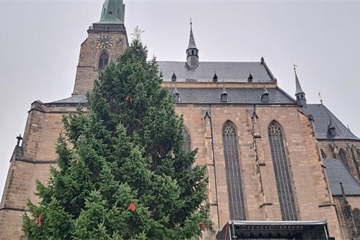 Vánoční stromek Plzeň 1123_QAP2 Vánoční stromek Plzeň 1123_QAP2